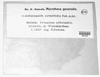 Asteromella petasitidis image